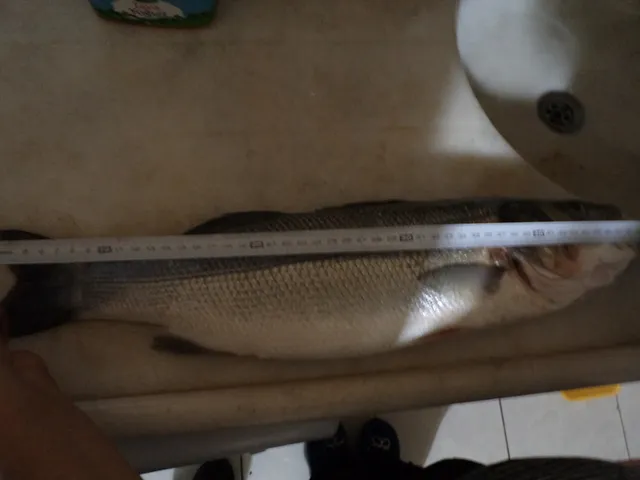 Photos from fishing in Adrasan